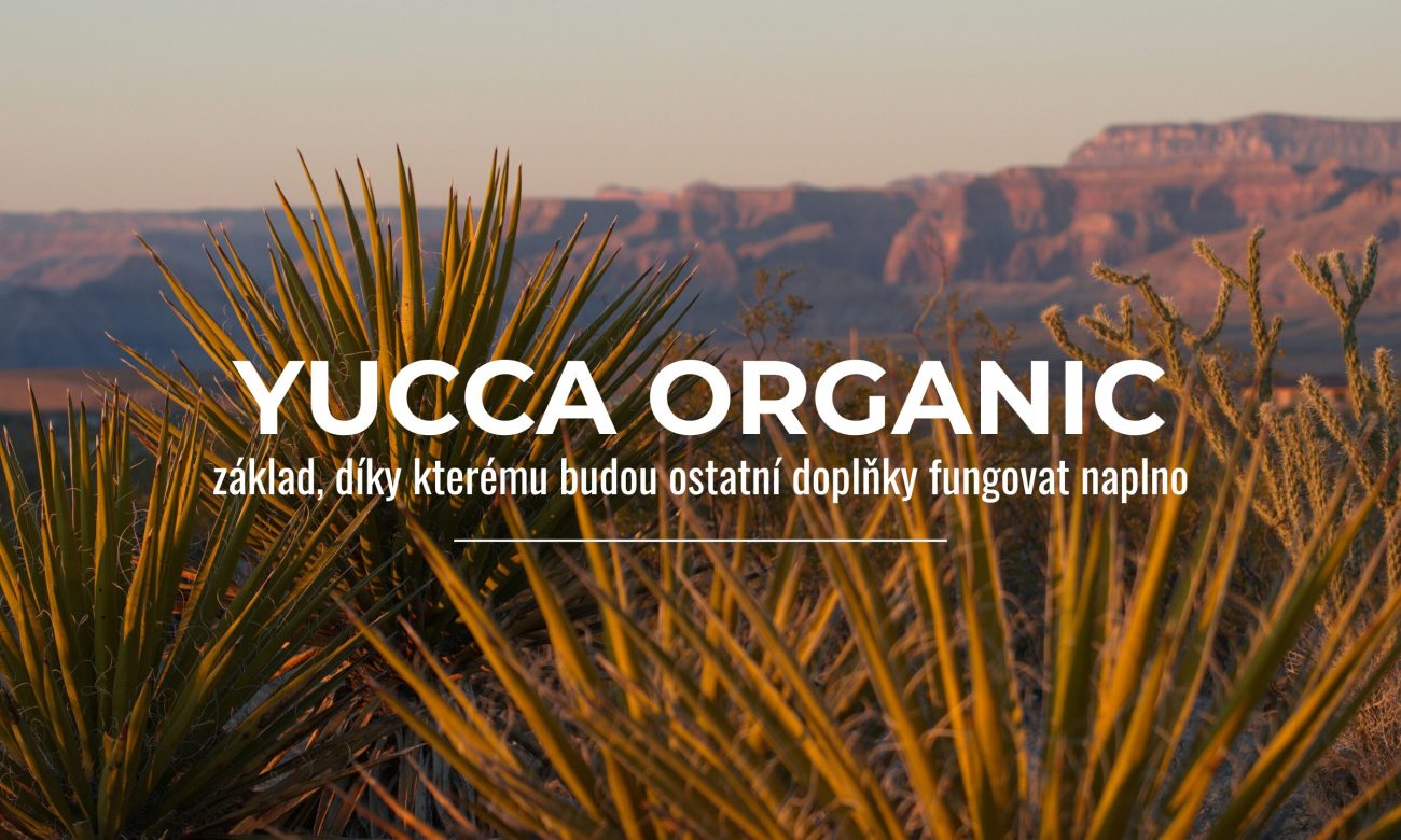 YUCCA SCHIDIGERA californie