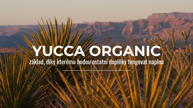 YUCCA SCHIDIGERA californie